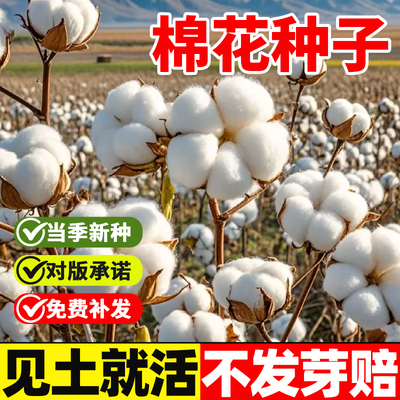 棉花种子籽大田植高产农用
