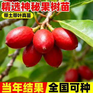 神秘果苗神秘果树苗特大南方北方种果树苗可带果发货当年结果盆栽