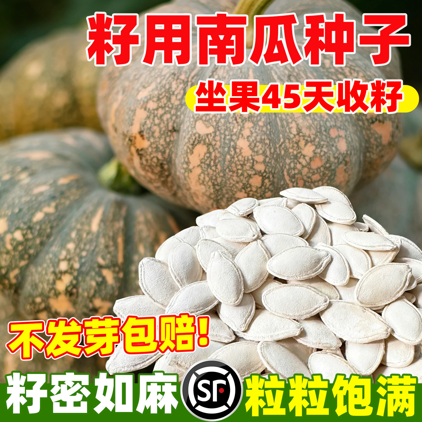 多籽南瓜种子种籽专门产籽高产食用籽用西葫芦片大粒多白瓜子种苗