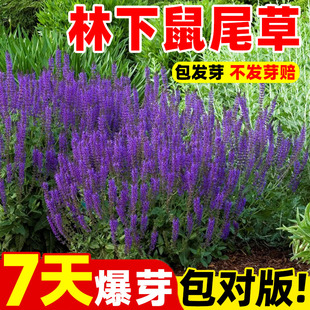 林下鼠尾草种子籽花境林地鼠尾草蓝花林荫鼠尾草籽耐寒耐荫多年生