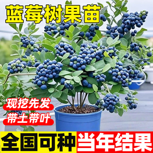 特大号蓝莓树果苗南北方地栽盆栽带果带叶花香四季种植蓝梅树果苗