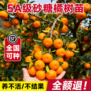 砂糖橘树苗当年结果嫁接广西金秋砂糖橘树无籽砂糖橘树苗盆栽地栽