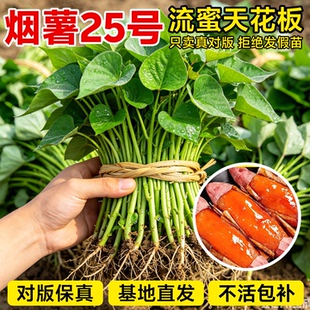 正宗山东烟薯25号糖心红薯苗秧批发西瓜红蜜薯秧苗脱毒高产地瓜苗