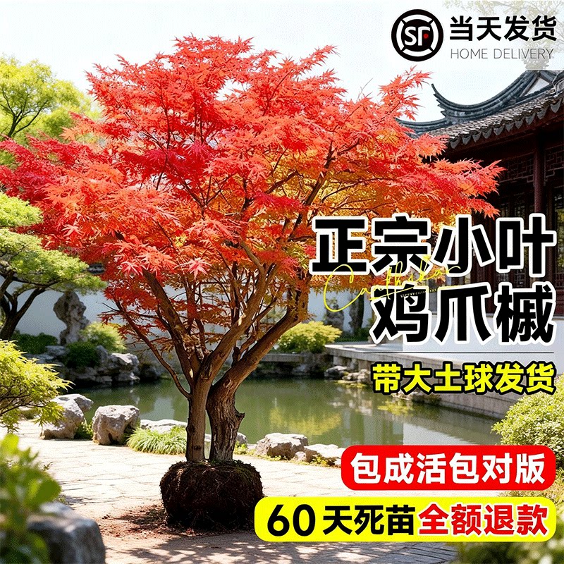 鸡爪槭树苗原生苗小叶鸡爪枫大图片
