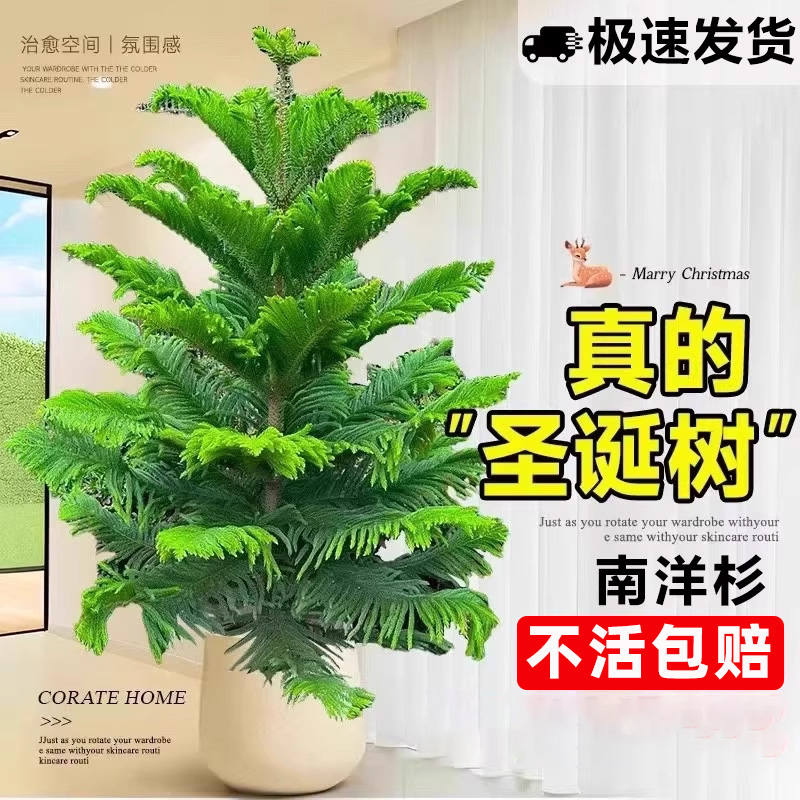 南洋杉盆栽南洋松树苗圣诞树真树