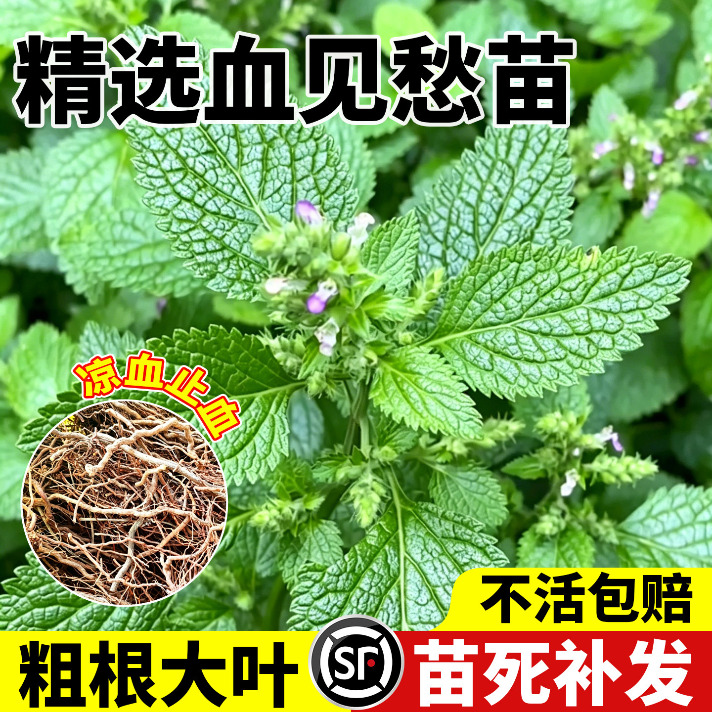 血见愁苗现采新鲜中草药山霍香肺型草水苏麻山黄荆四棱香鸡苏麻苗