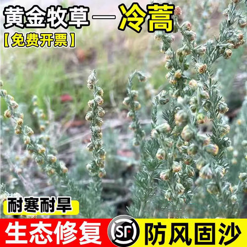 冷蒿种籽耐寒多年生牧草子