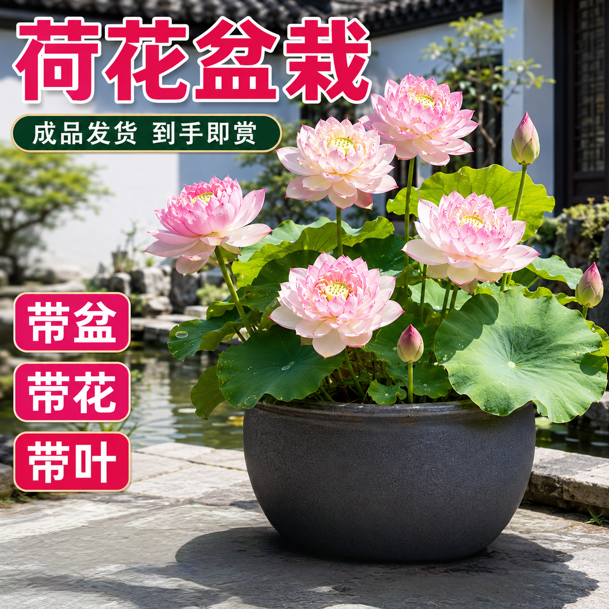 荷花盆栽重瓣观赏藕苗水培庭院水