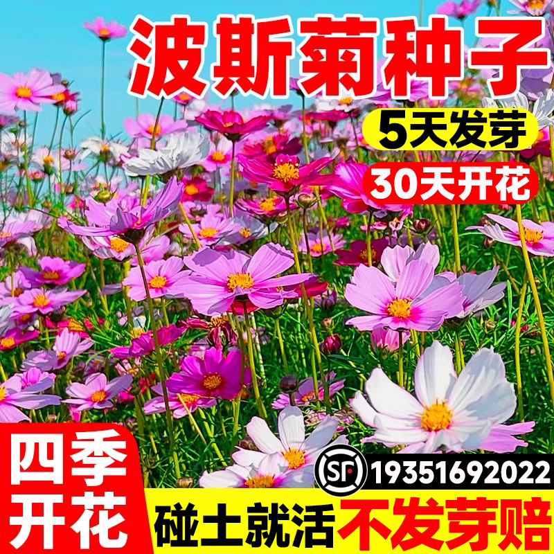 四季开花波斯菊种子格桑籽