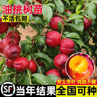 油桃树果苗嫁接新品种桃子南方北方早熟超特大号盆栽种植当年结果
