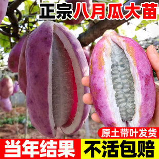 无籽八月瓜树苗大苗八月炸果树苗野果水果苗盆栽四季种植南方庭院