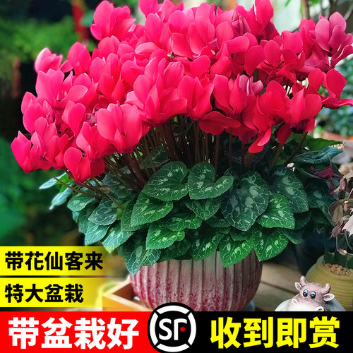 仙客来盆栽带花特大号兔子花卉