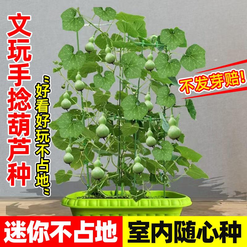 手捻小葫芦籽种子文玩葫芦盆栽种籽室内阳台庭院爬藤植物四季观赏