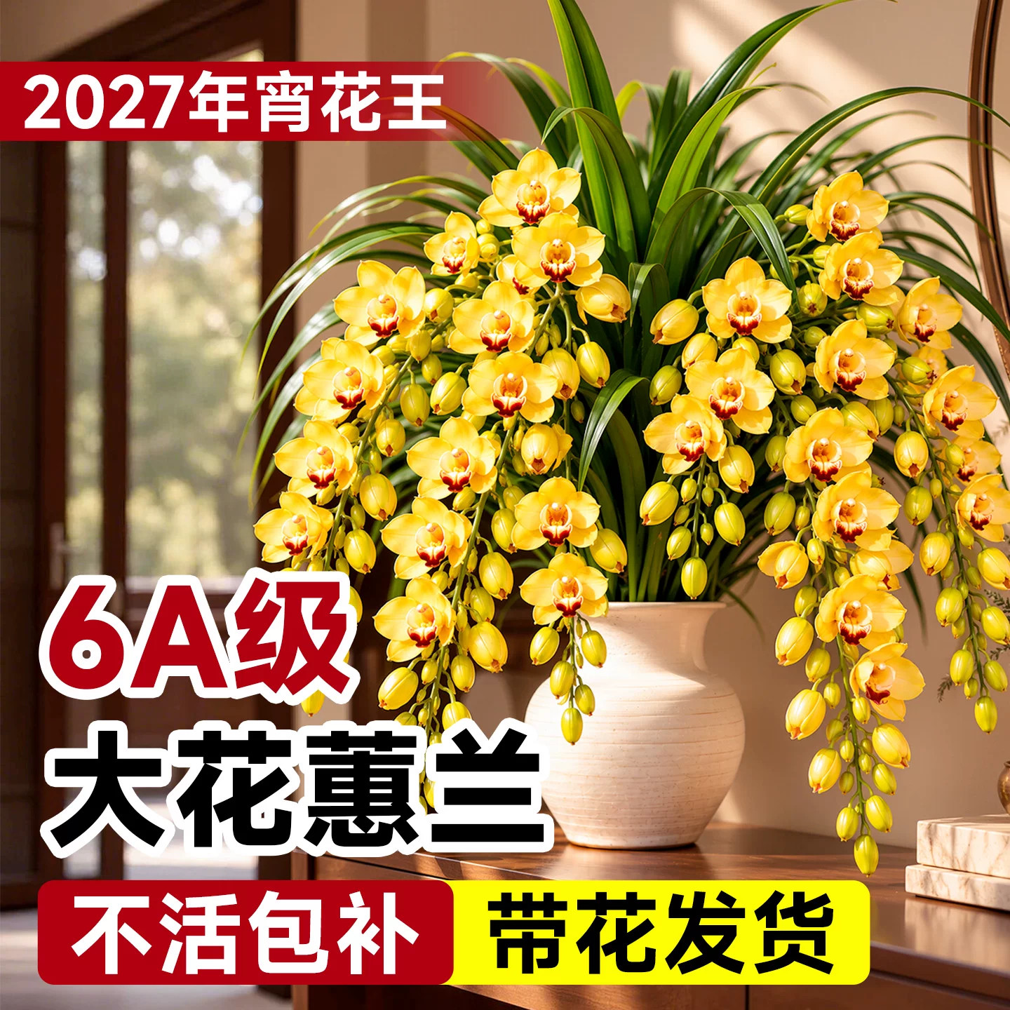 大花蕙兰盆栽带花剑花苞年宵花兰
