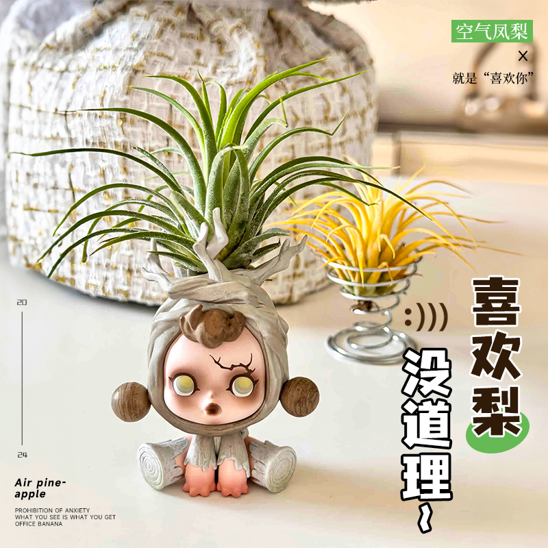 空气凤梨无土植物水培老人须精