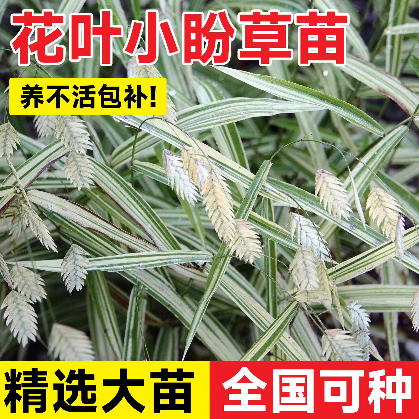 花叶小盼草苗河流薄雾小判草耐阴耐寒庭院阳台多年生观赏盆栽植物