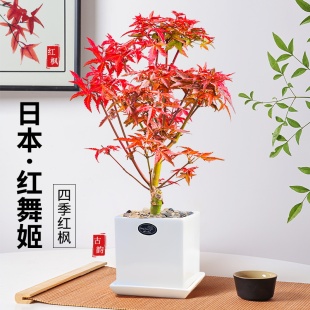 日本红枫盆景植物红舞姬树苗办公室内桌面矮化小盆栽四季好养绿植