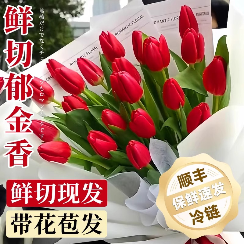郁金香鲜切花云南基地直发