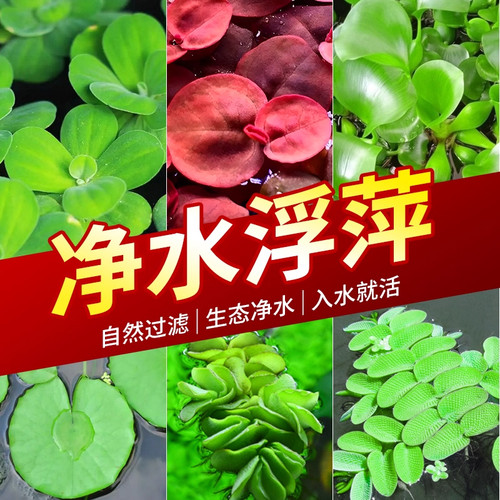 浮萍水草鱼缸造景水培植物和鱼共