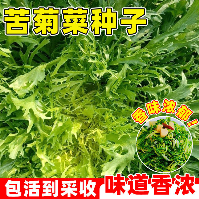 苦菊菜种籽花叶细叶苦苣生菜沙拉凉拌四季种蔬菜种孑黄心苦菊种子