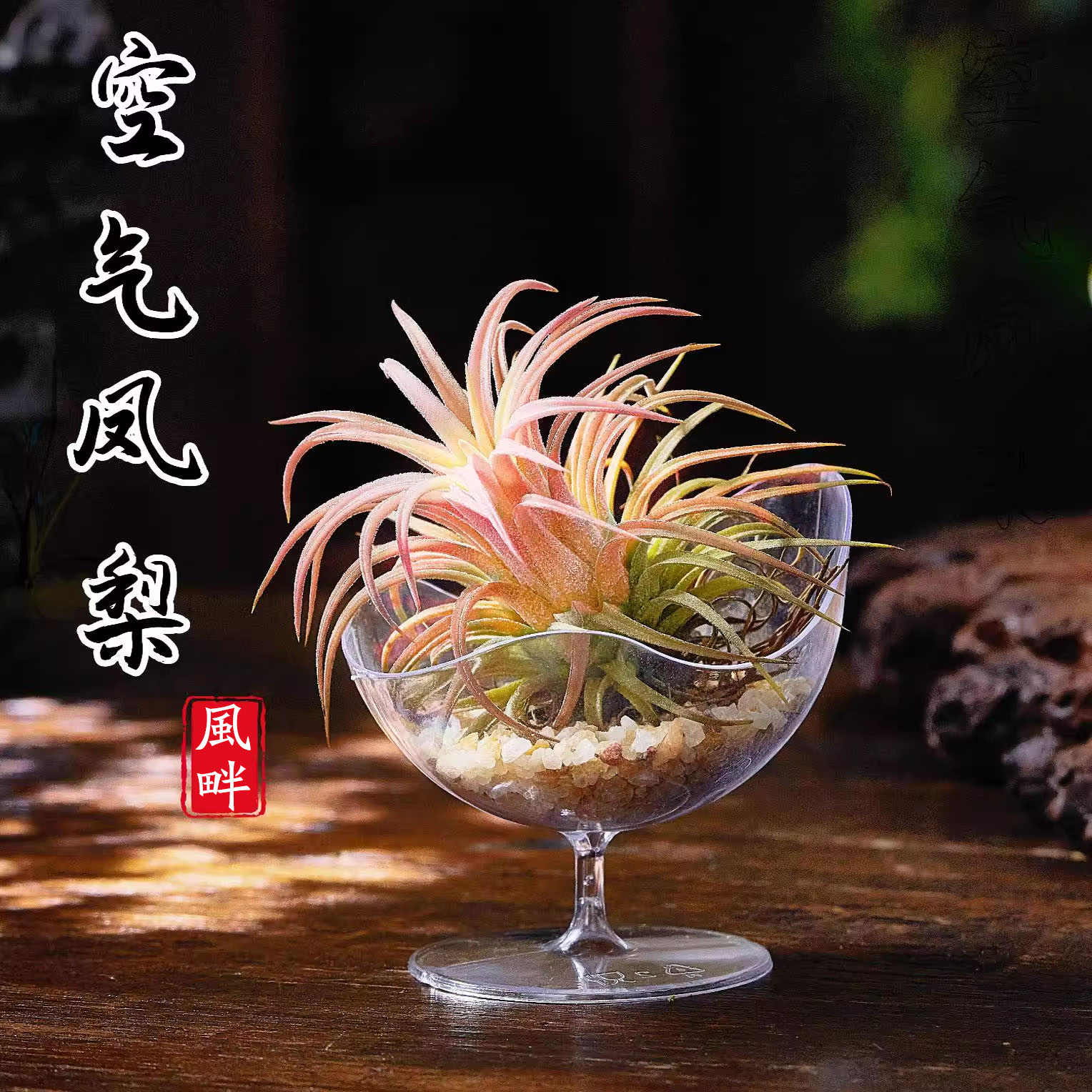 空气凤梨无土植物水培老人须精