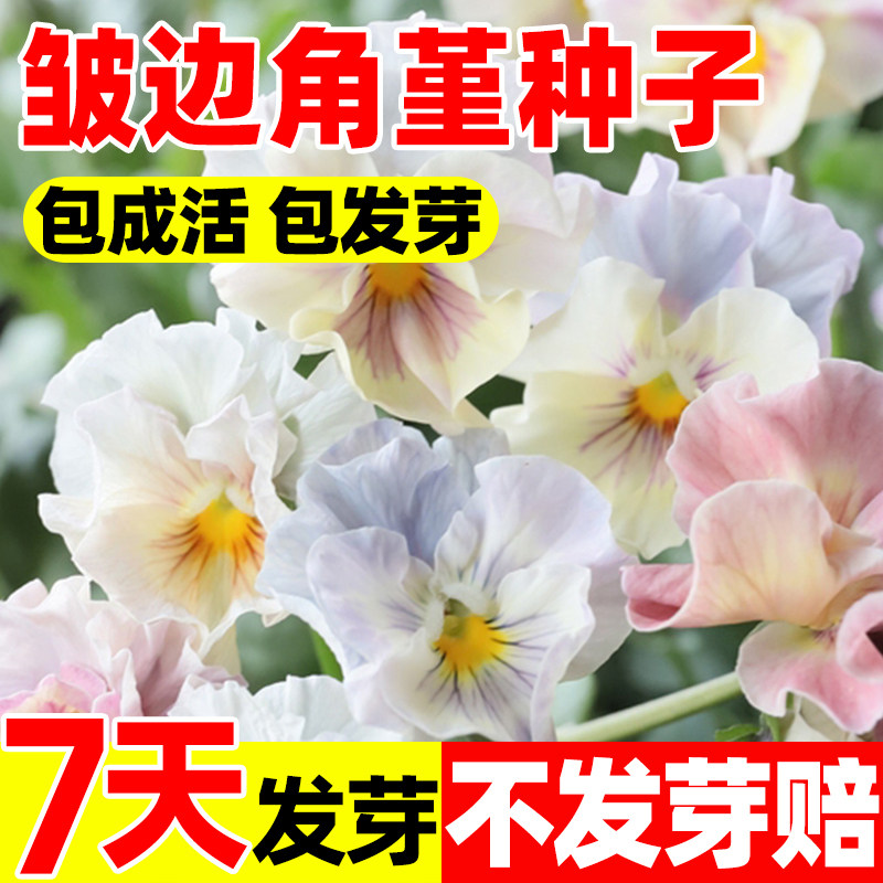 皱边角堇三色堇种子四季种易活阳台庭院盆栽多年生花卉植物花种子