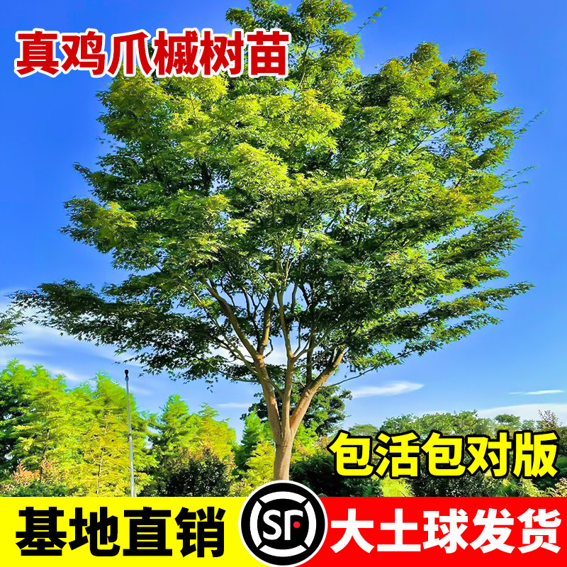 鸡爪槭树苗原生苗小叶鸡爪枫大图片
