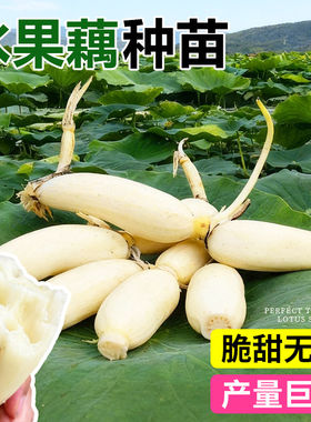 水果藕苗种藕马踏湖白莲藕食用莲