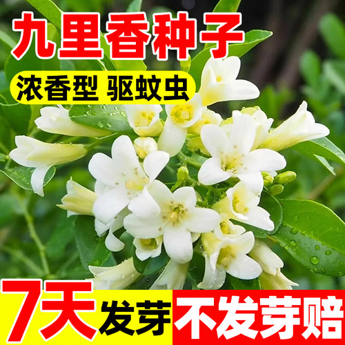九里香种子四季种植庭院阳台