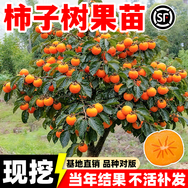 柿子树果苗脆甜柿子树庭院种植