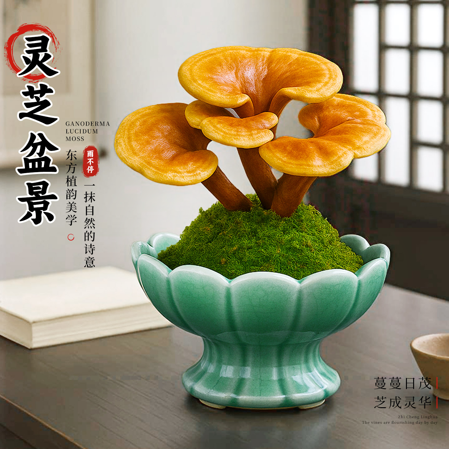 灵芝苔藓球盆景摆件真灵芝活苗盆