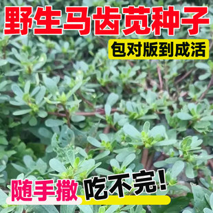 马齿苋种子野生大叶长寿菜蚂蚱菜种籽春夏秋冬四季蔬菜种孑大全