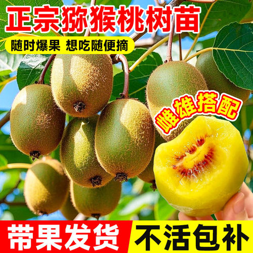 徐香猕猴桃树果苗公母同株