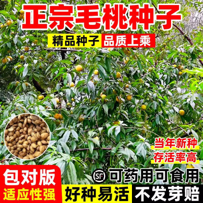 正宗毛桃种子山桃山杏山樱桃
