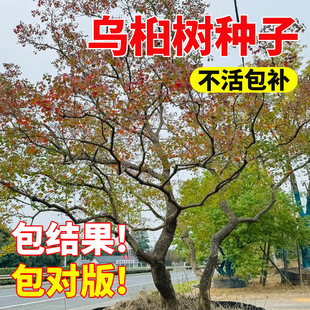 乌桕树种子籽腊子树种子桕子树种子木子树籽种子新采种子籽孑观赏