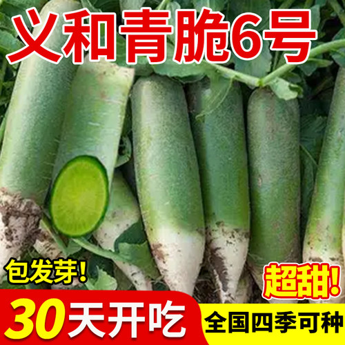 义和青脆一号种籽天津沙窝水果萝