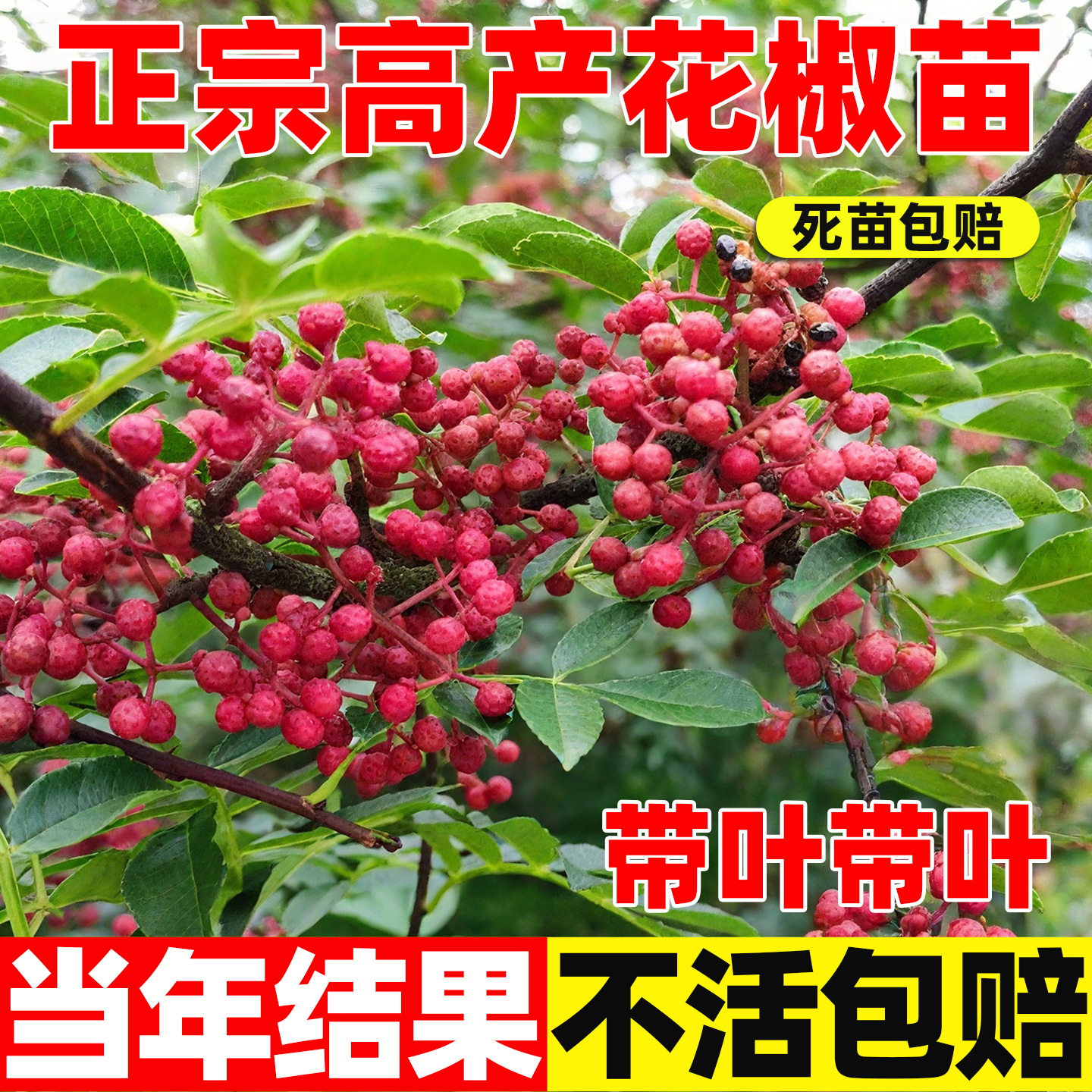 花椒树老桩当年结果四川汉源