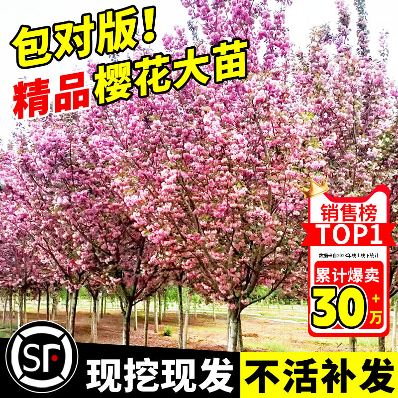 樱花树苗庭院大树耐寒矮化晚樱