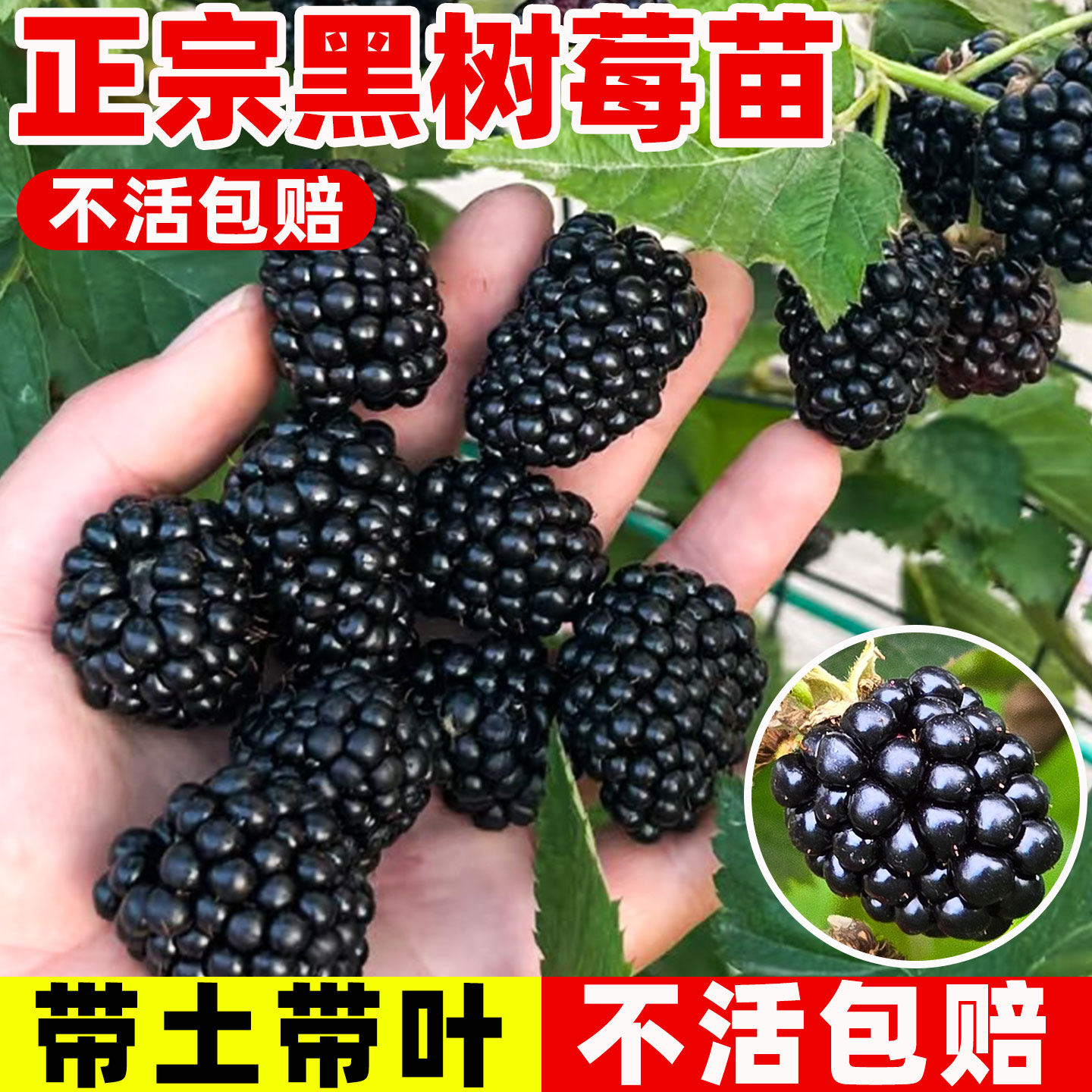 黑莓树苗南方种植树莓果苗当