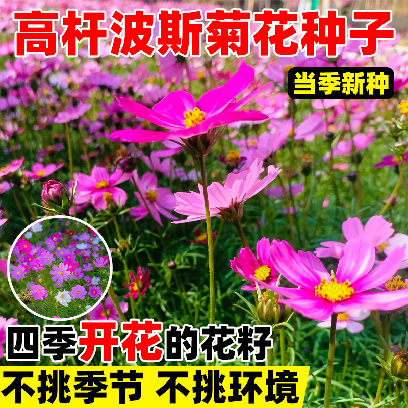 高杆格桑花花种籽子四季种植易活阳台盆栽庭院重瓣太阳花花种子孑