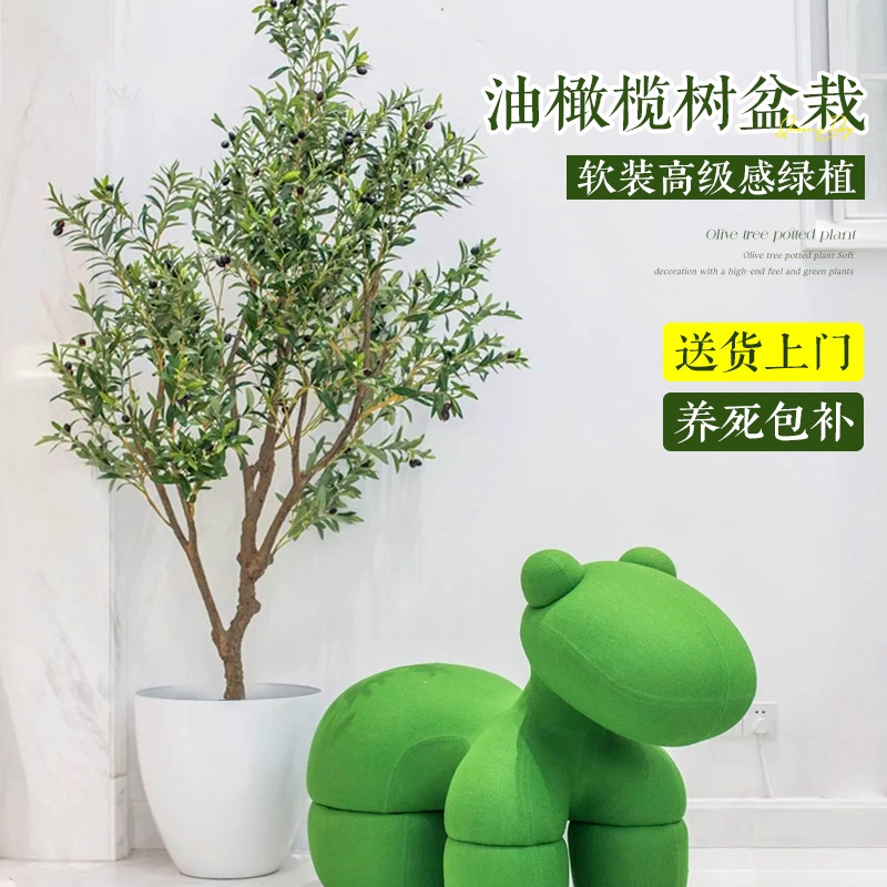 油橄榄树盆栽真树苗客厅绿植室内大型植物好养落地乔迁搬家大禄植