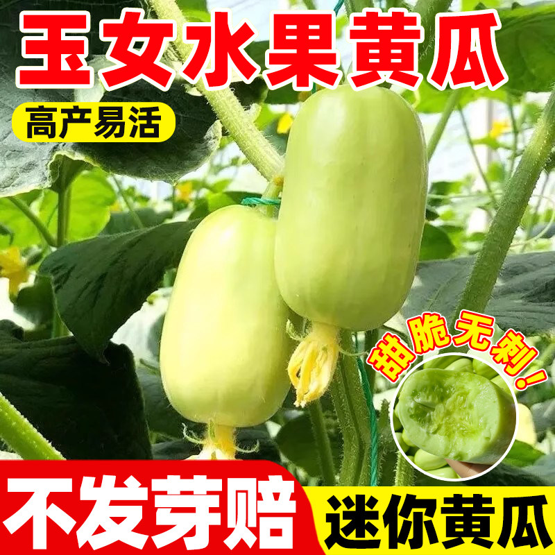 玉女水果黄瓜种子脆甜拇指小黄瓜种籽四季秋阳台盆栽易种蔬菜种孑