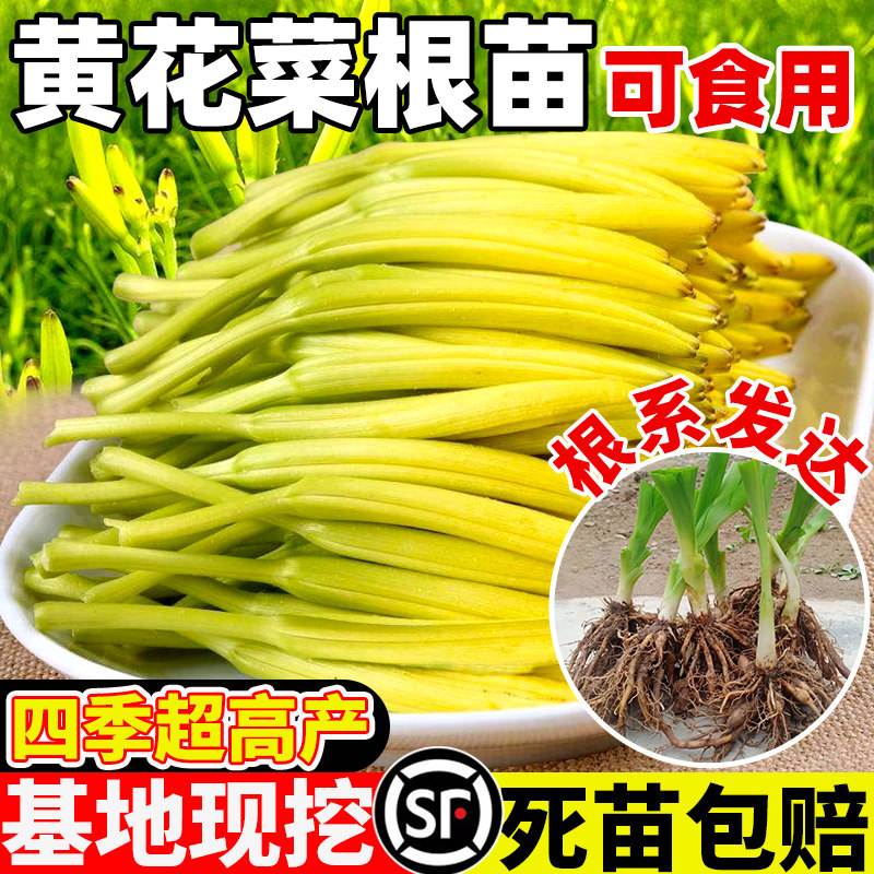 黄花菜根苗高产金针黄花菜种植苗金针菜园大田易活蔬菜种子盆栽苗