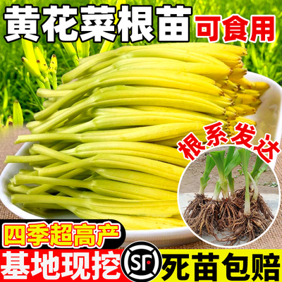 黄花菜根苗高产金针种植园