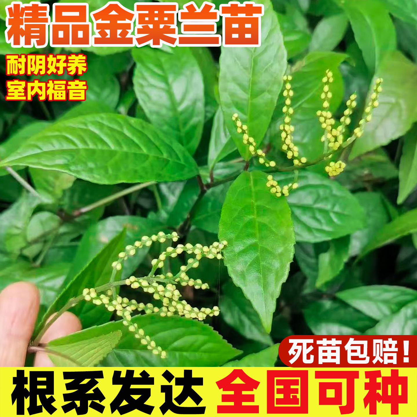 金粟兰苗阳台庭院盆栽黄珠