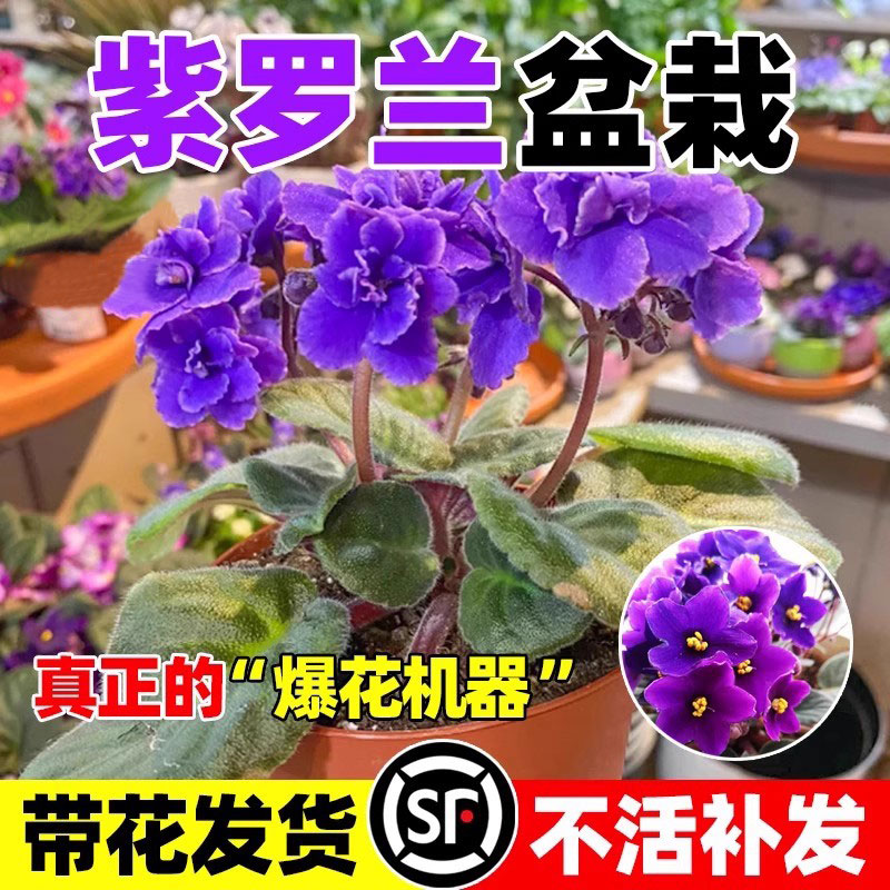 紫罗兰盆栽花苗带花苞好养活四季开花非洲堇花苗室内客厅花卉绿植