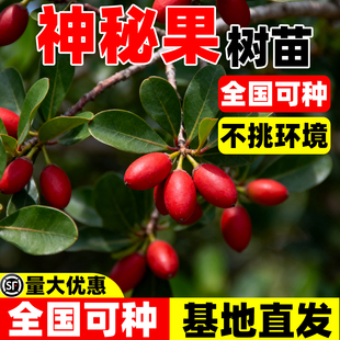 神秘果果树果苗盆栽四季阳台庭院盆栽地栽云南神秘果鲜果干变味果