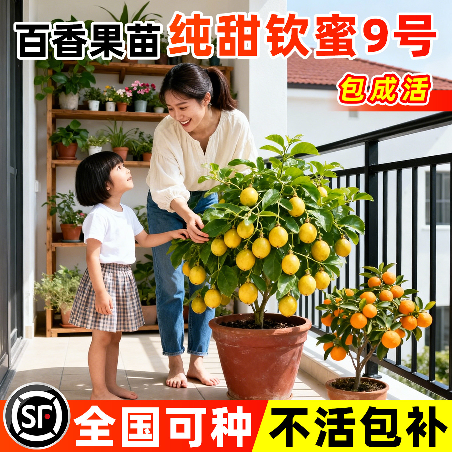 百香果树苗广西纯甜九号四图片