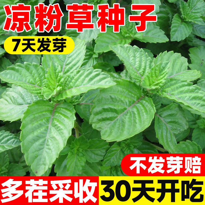 凉粉草种子可留种白凉粉水晶凉盆栽庭院阳台易活易种粉果冰粉种籽