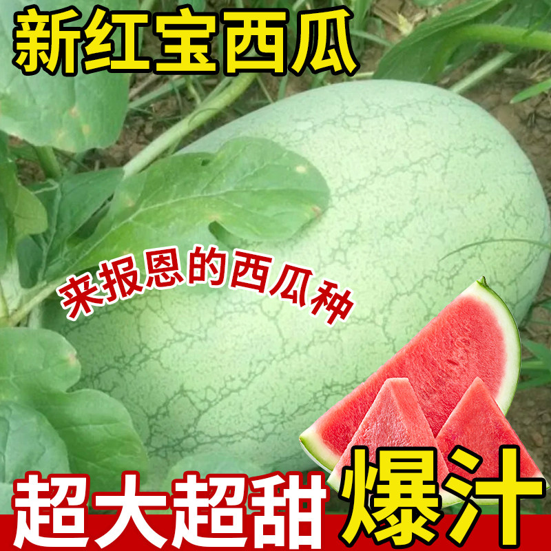新红宝西瓜种子四季种植水果种子